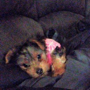 Meet your Posher, Dawnteasha